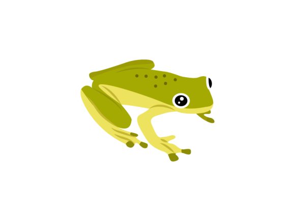 Hylidae Frog Animal: A Guide to Its Charm and Use