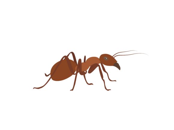 Red Ant Animal: A Versatile Design Asset for Creative Projects