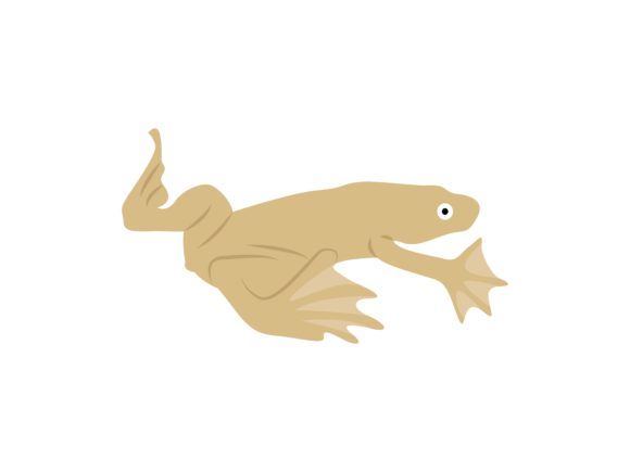 Unearthing the Charm of the Pipa Pipa Frog Animal Design