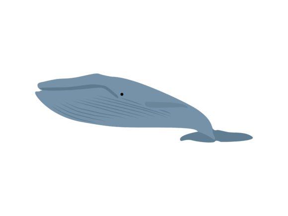 Unleashing the Blue Whale Fish Animal Illustration for Designers