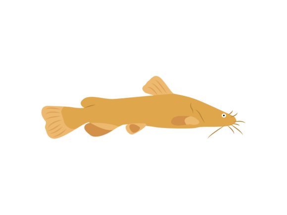 Unleashing the Whiskered Charm of the Catfish Animal Illustration
