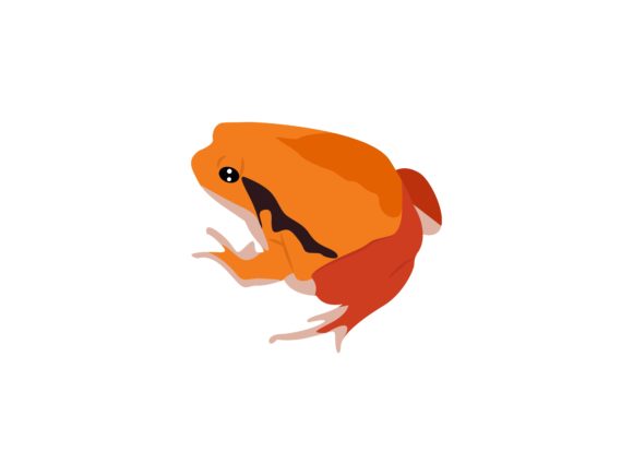 Unveiling the Vibrant World of Tomato Frog Animal